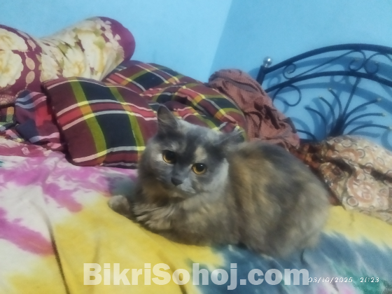 Parsian Cat Triple Coat